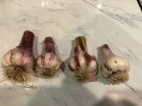 Garlic bulbs.jpg
